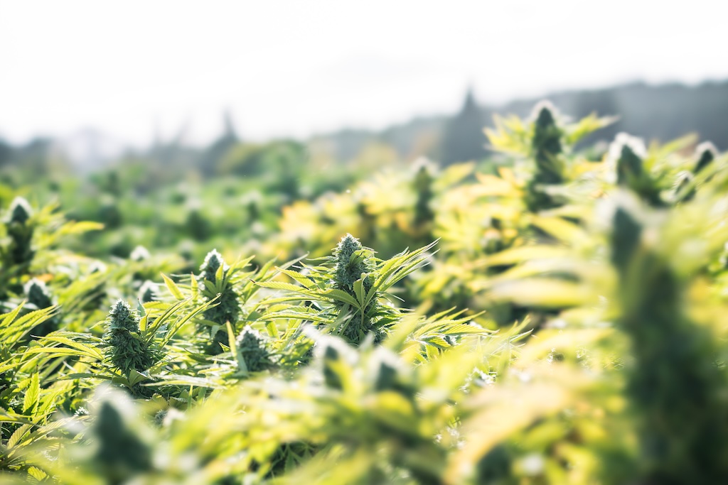 Cannabis cultivation