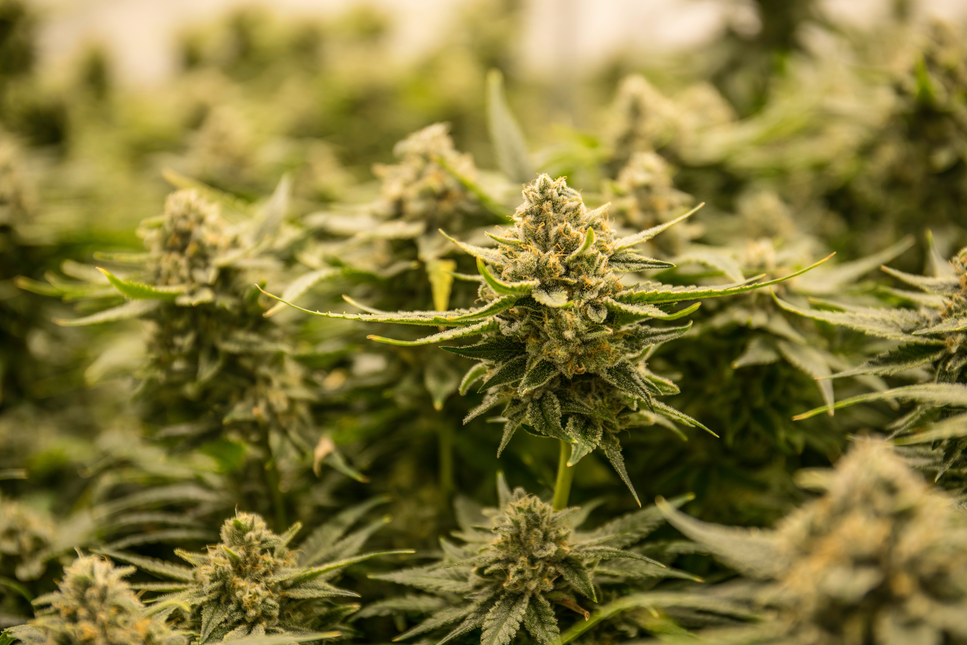 Cannabis cultivation facility