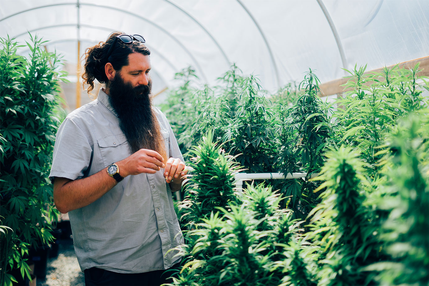 Cannabis cultivation